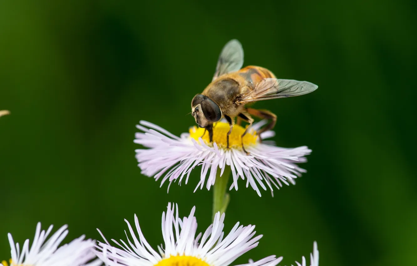 Фото обои цветок, макро, природа, пчела