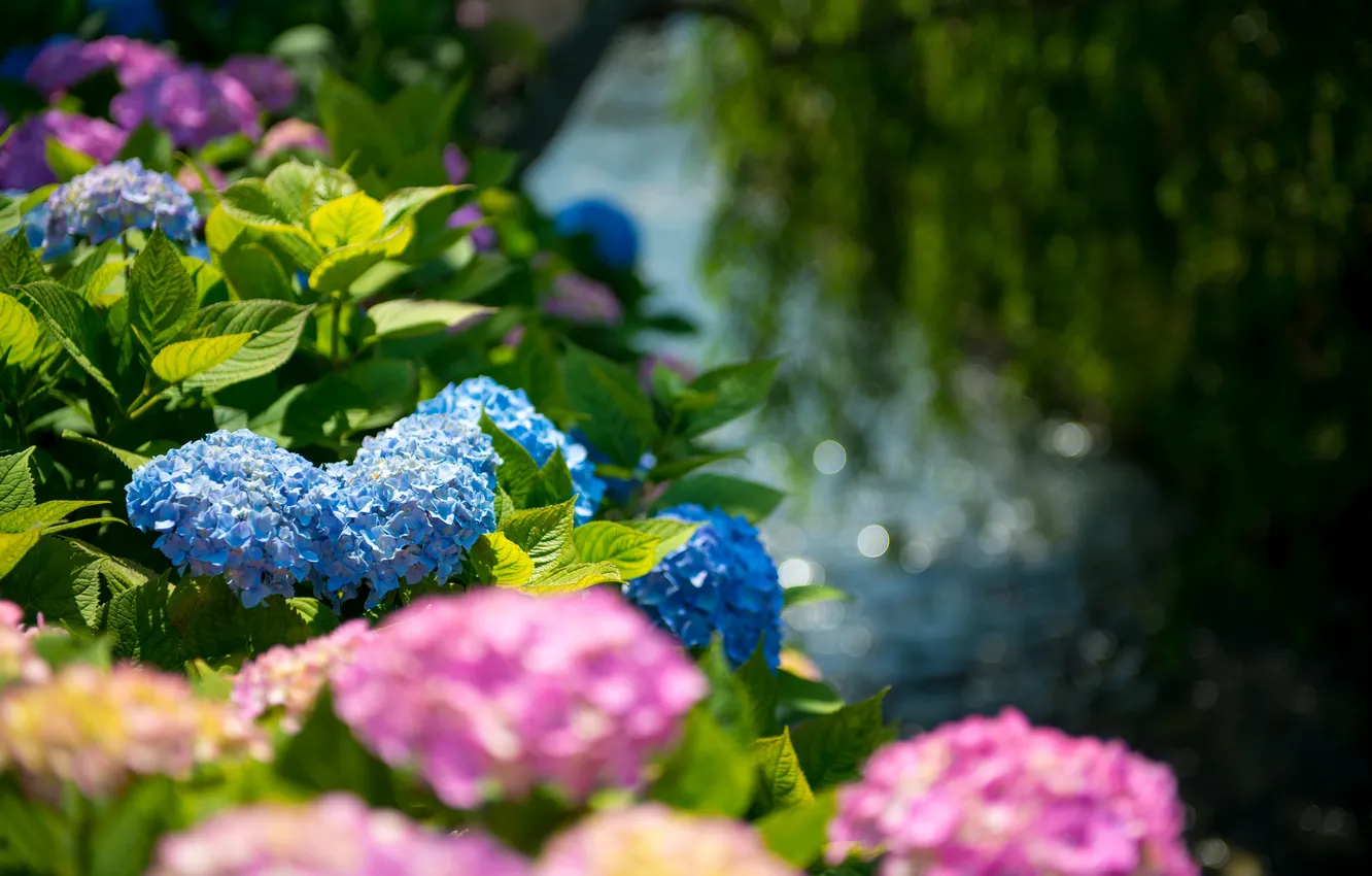 Фото обои зелень, листья, розовые цветы, голубые цветы
