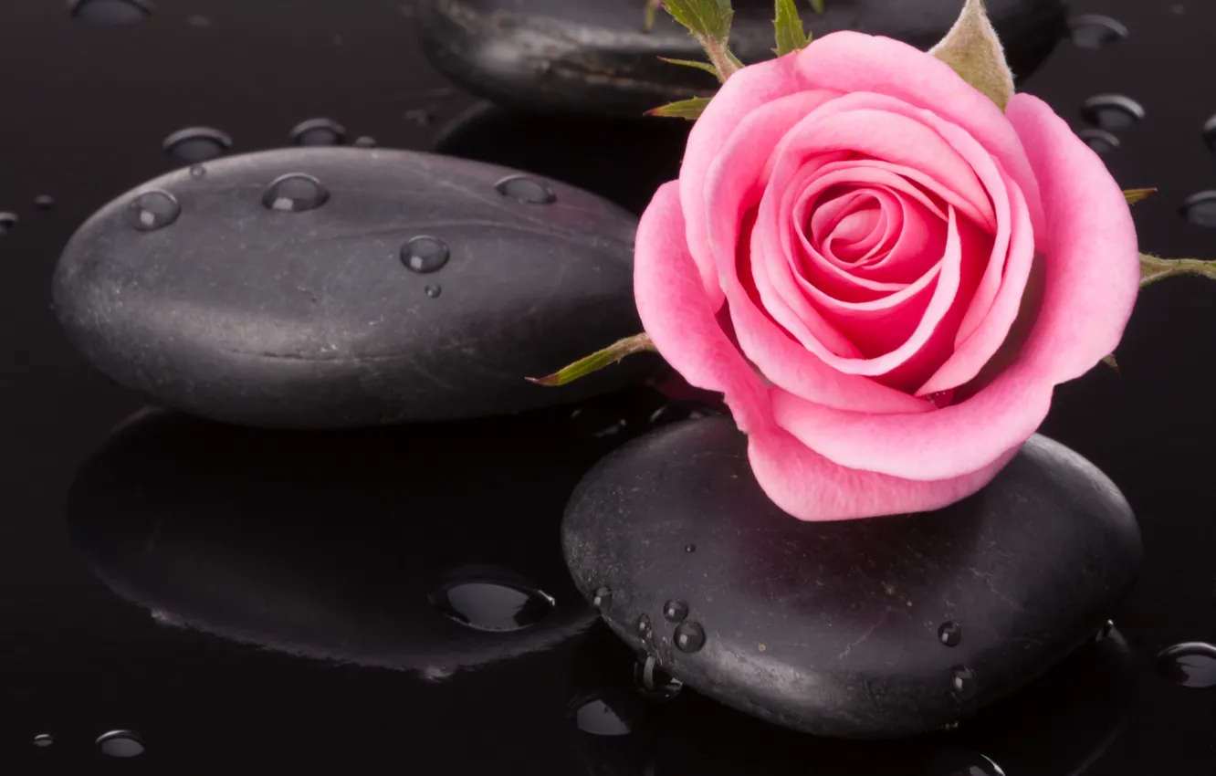 Фото обои вода, капельки, камешки, розовая розочка