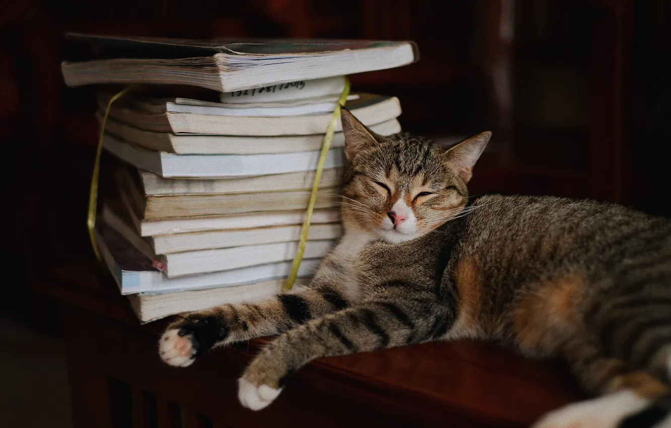 Фото обои кошка, кот, поза, темный фон, книги, сон, спит, лежит