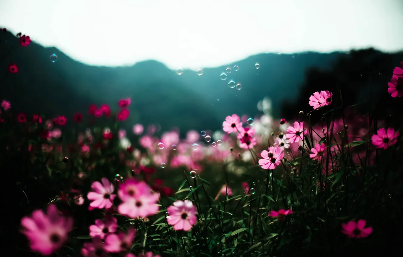 Фото обои лето, солнце, цветы, пузыри, боке, космея