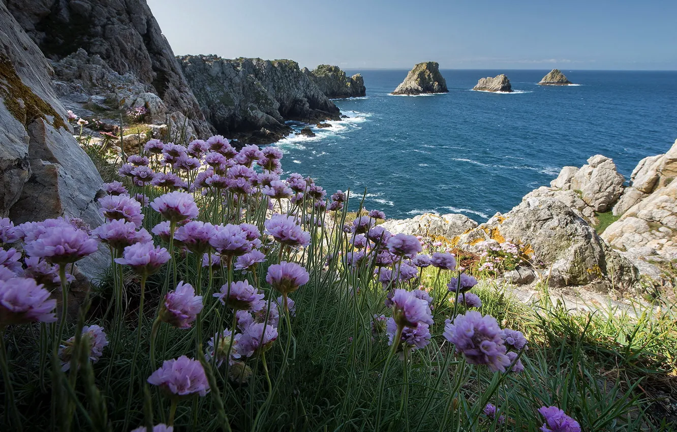 Фото обои море, цветы, скалы, берег