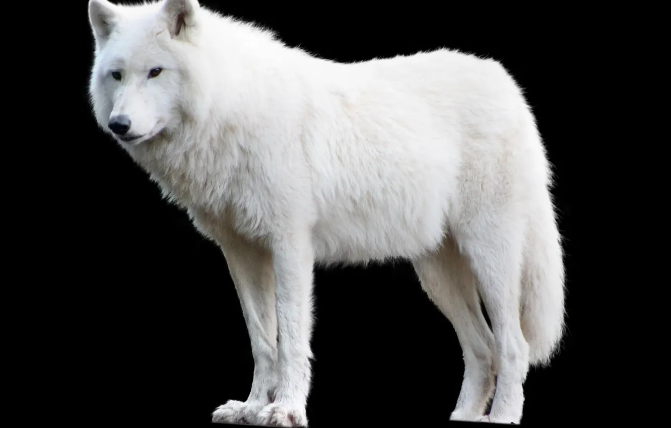 Фото обои nature, snow, predator, face, animal, wolf, wildlife, portrait