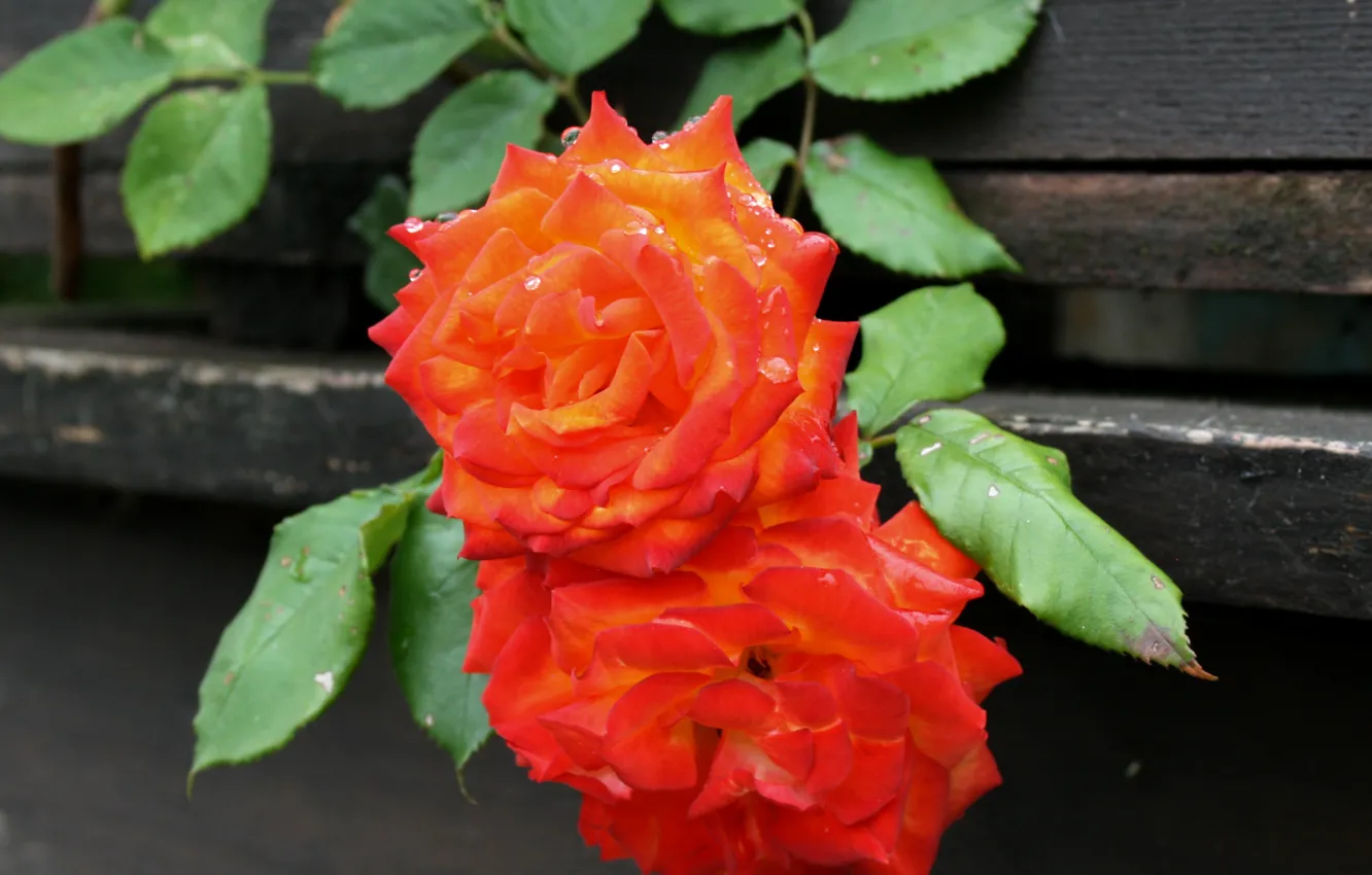 Фото обои Капли, Боке, Bokeh, Drops, Оранжевые розы, Orange roses