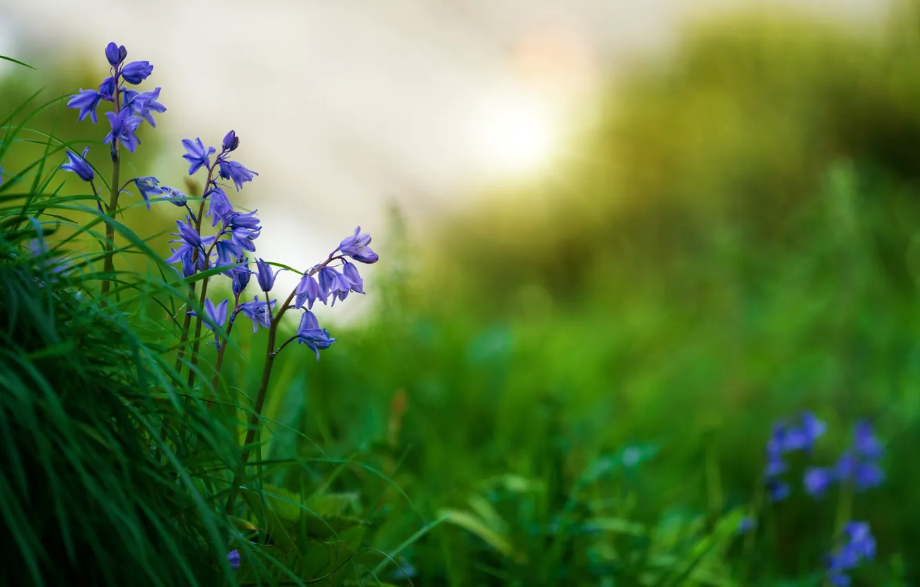 Фото обои трава, цветы, природа, размытие, весна