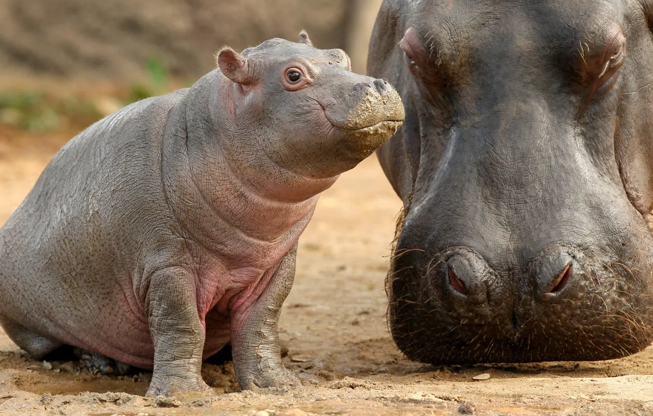 Фото обои малыш, бегемот, детеныш, мать, гиппопотам, hippopotamus