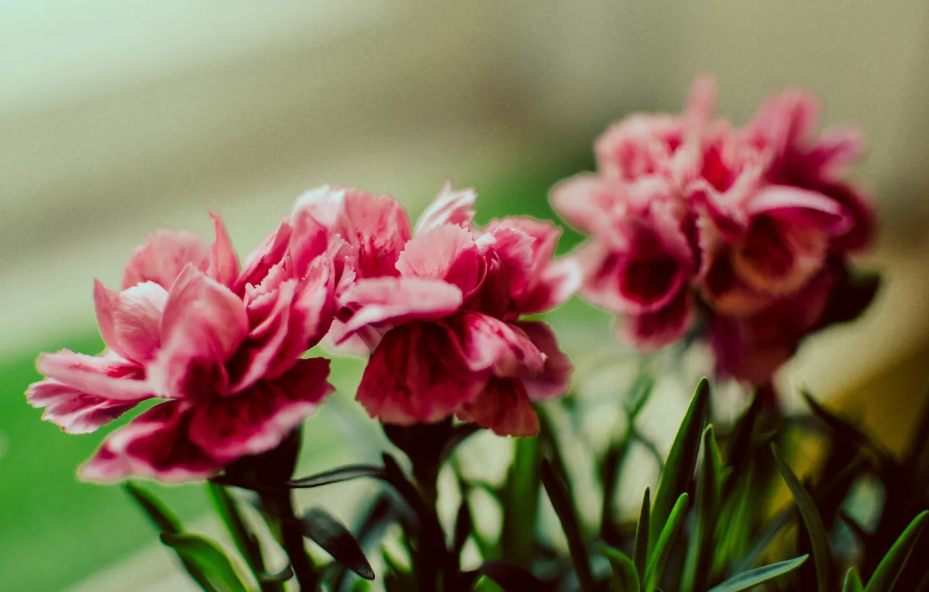 Фото обои цветок, цветы, розовый, Макро, букет, цветение
