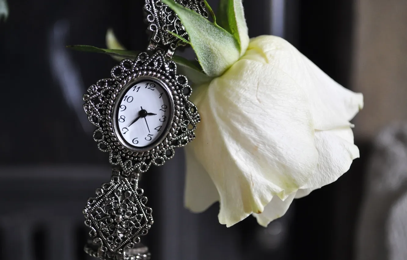 Фото обои цветок, часы, роза, белая