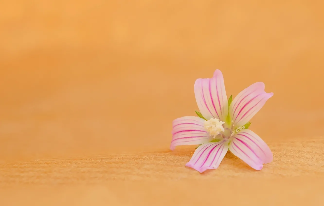 Фото обои flower, pink, blooming