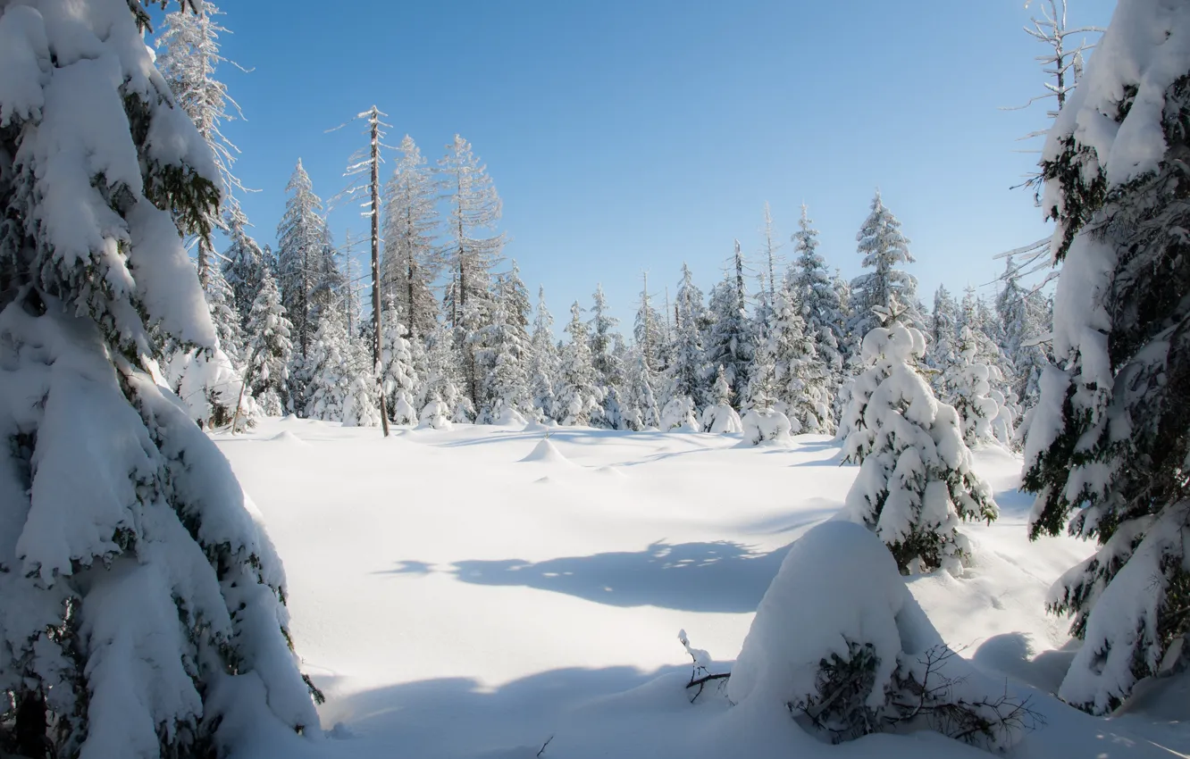 Фото обои Зима, Германия, Снег, Winter, Germany, Snow, Harz, Гарц