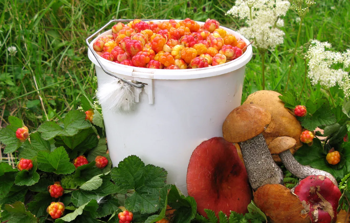 Фото обои лето, ягоды, грибы, урожай, морошка, подосиновик, сыроежки