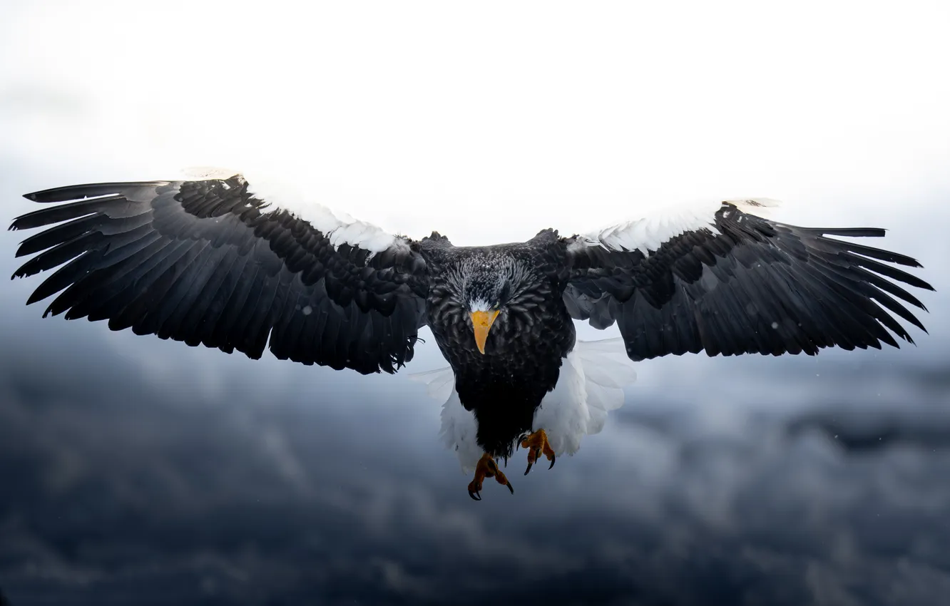 Фото обои flight, feathers, claws, (Haliaeetus leucocephalus
