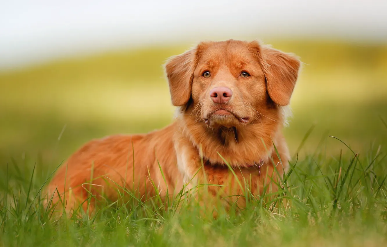 Фото обои взгляд, морда, рыжий, Retriever