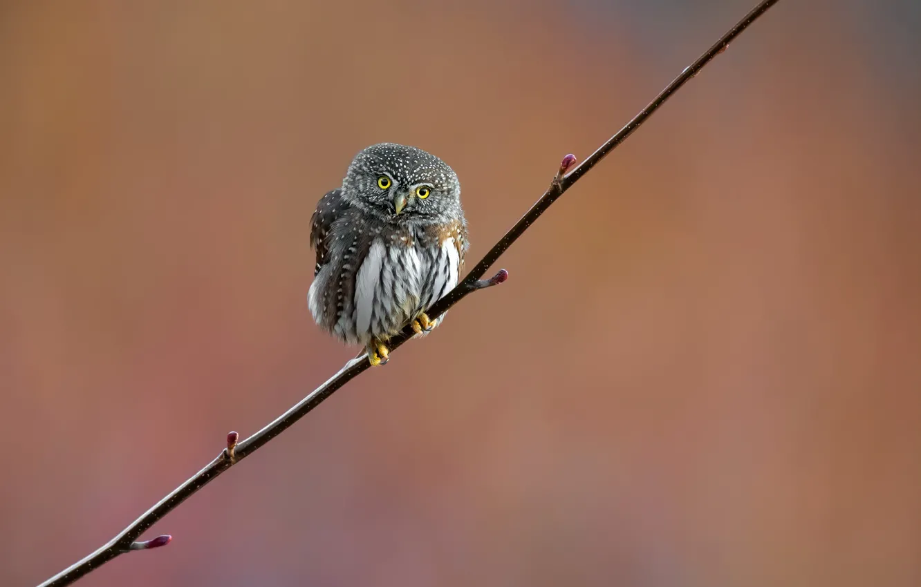 Фото обои природа, птица, Northern Pygmy Owl