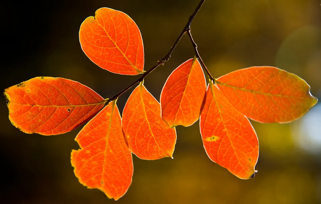 Фото обои осень, листья, природа, дерево, tree, макро leaves, nature pictures