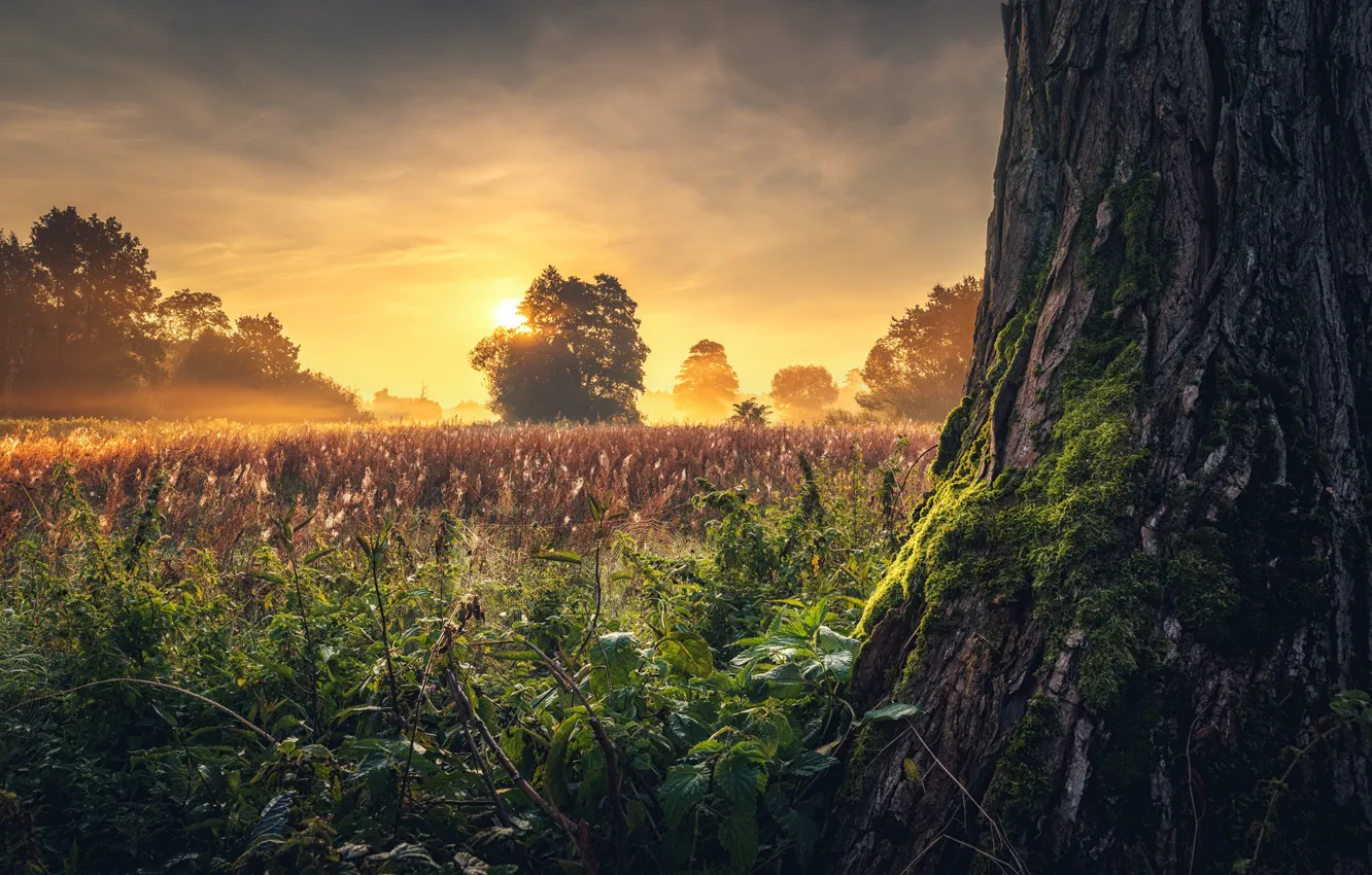 Фото обои трава, солнце, деревья, пейзаж, природа, туман, ствол
