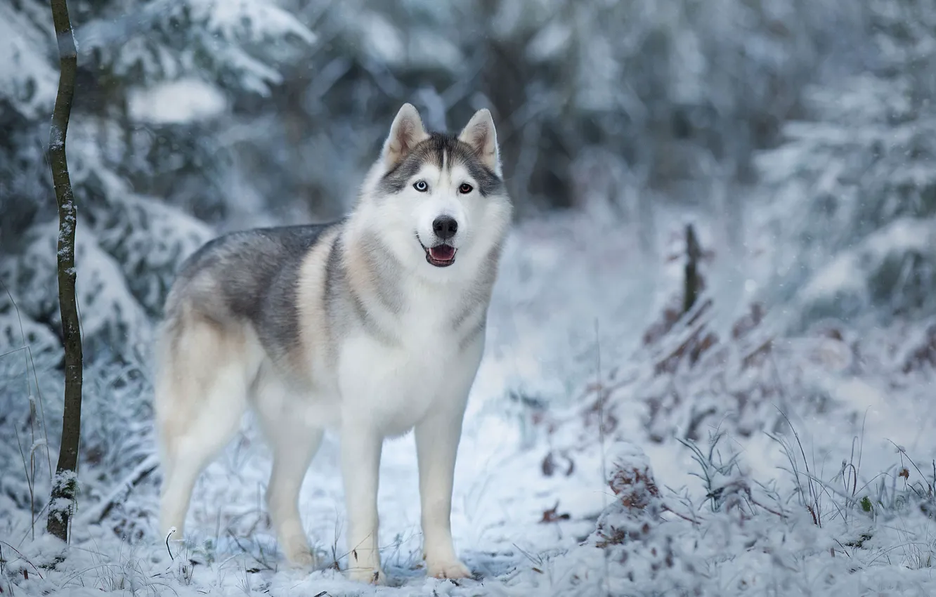 Фото обои зима, снег, деревья, природа, животное, собака, хаски, пёс