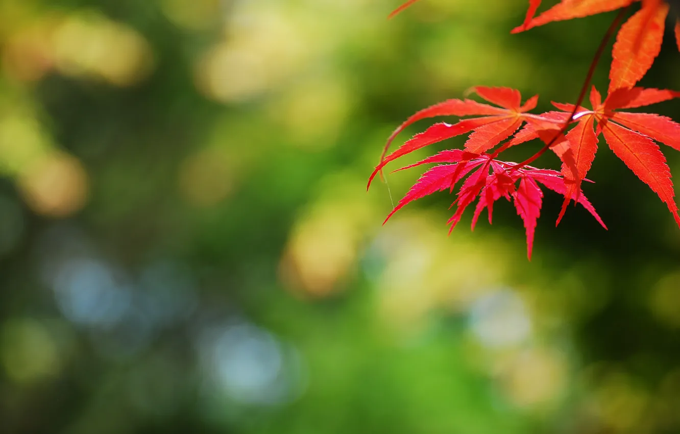 Фото обои листья, блики, фон, ветка, красные, осенние