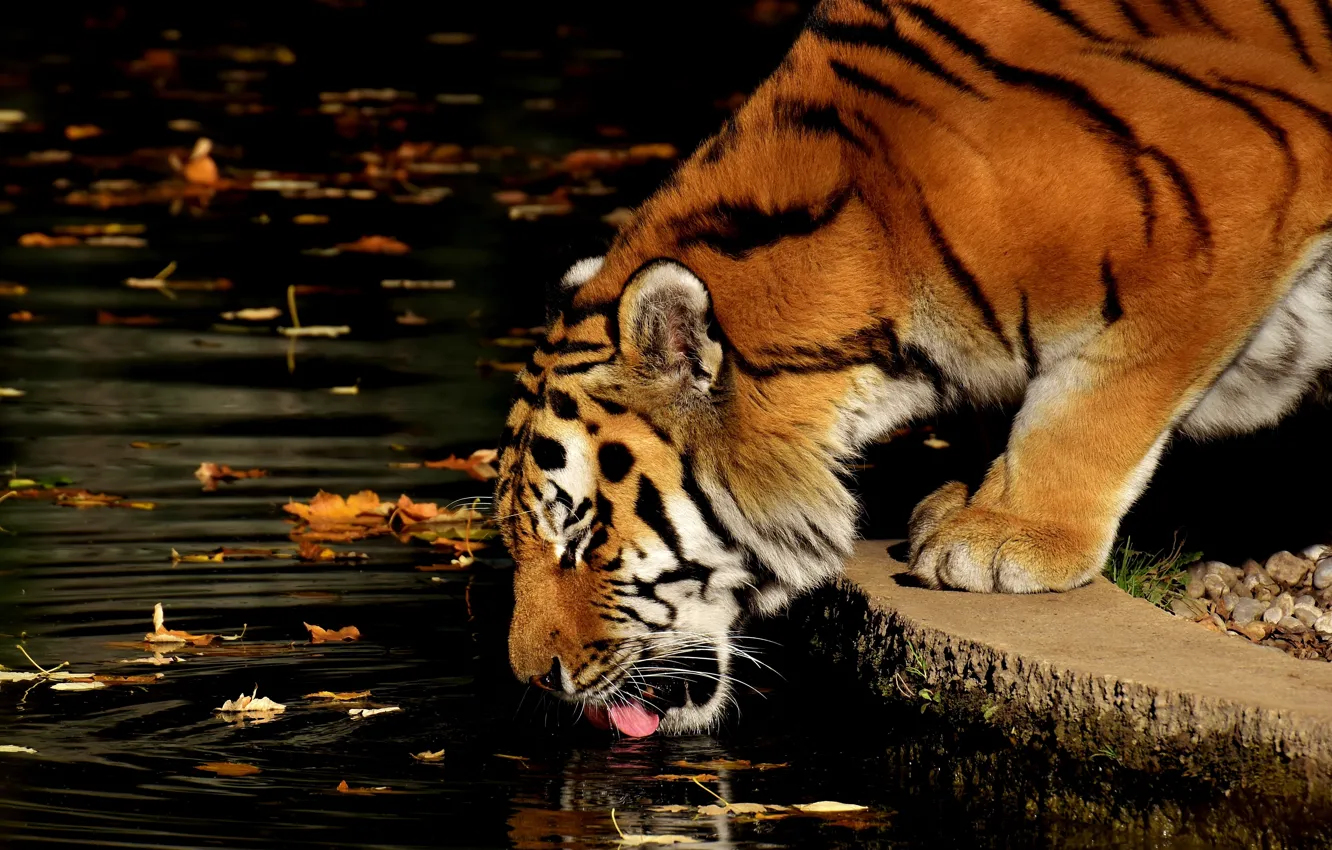 Фото обои листья, вода, тигр, животное, хищник, водопой