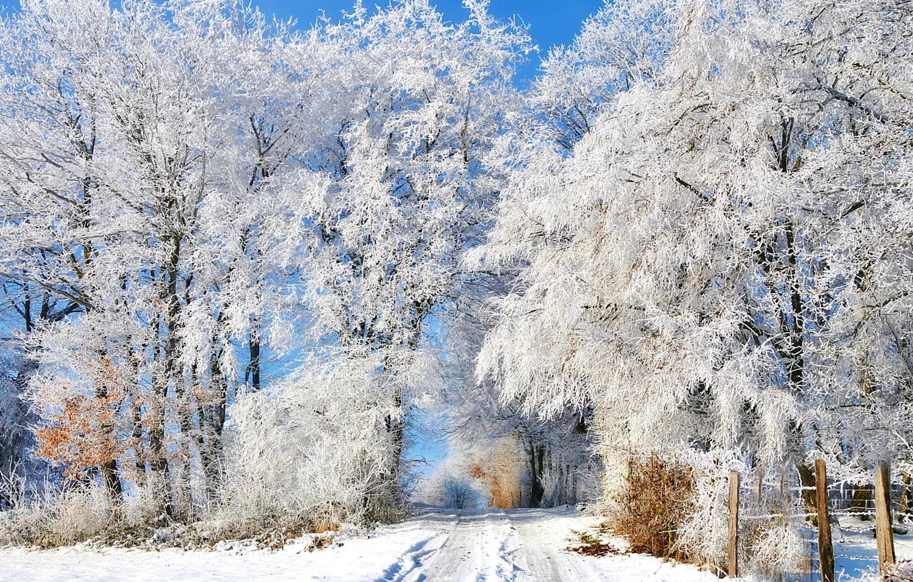 Фото обои зима, иней, дорога, снег, деревья, следы, забор