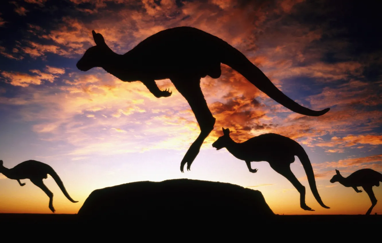 Фото обои Австралия, кенгуру, сумерки