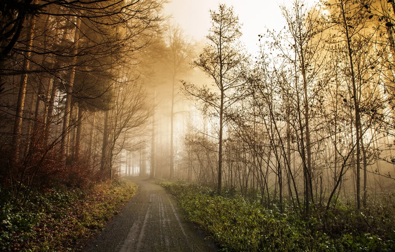 Фото обои дорога, лес, туман, утро