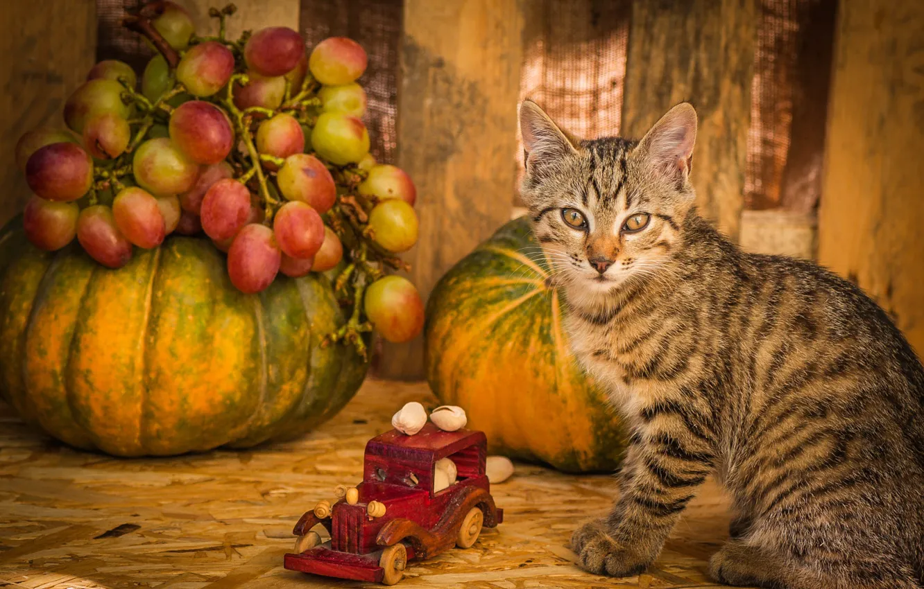 Фото обои осень, кошка, котенок, серый, игрушка, доски, виноград, тыквы