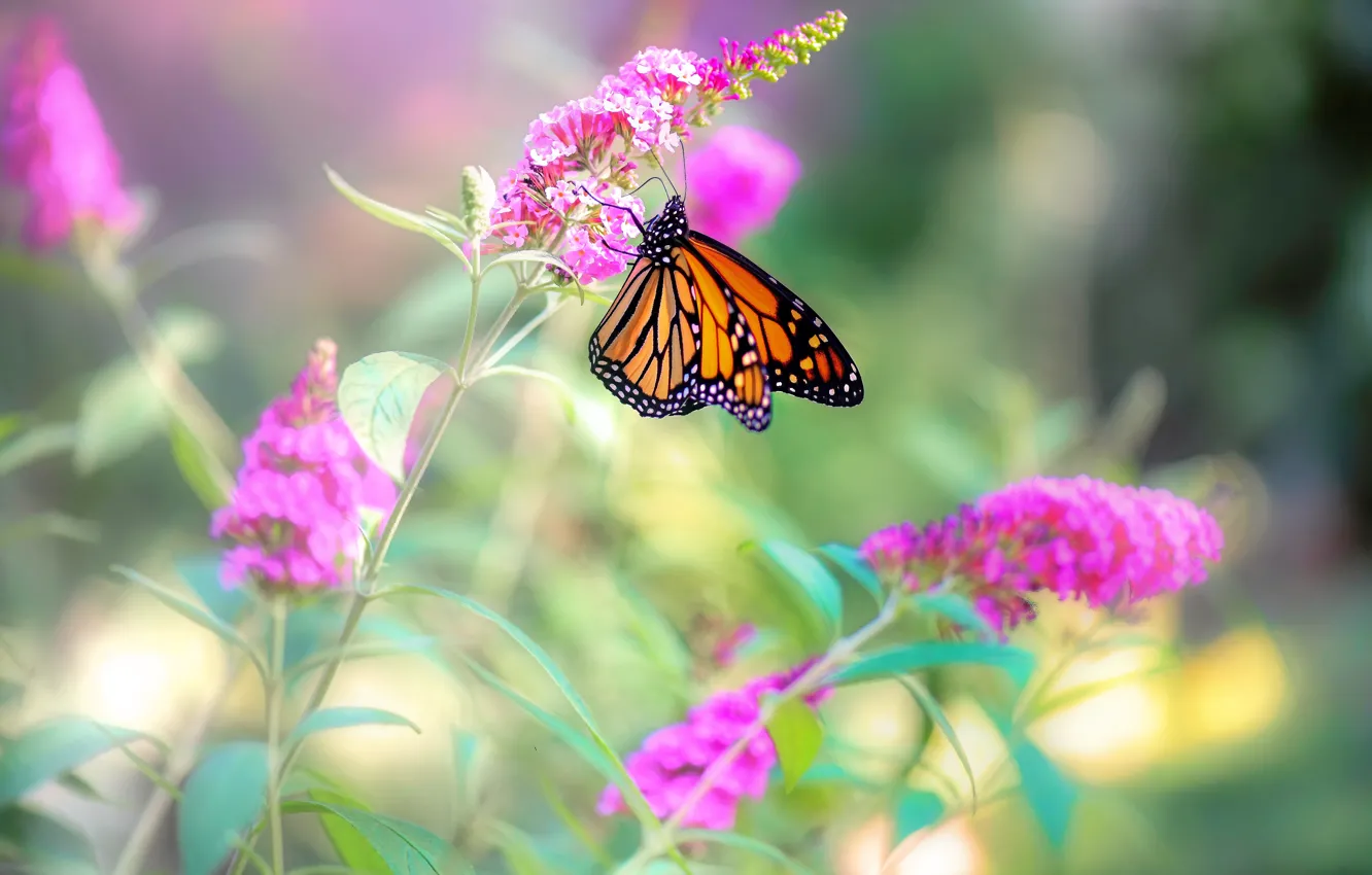 Фото обои цветы, природа, бабочка, боке, Monarch