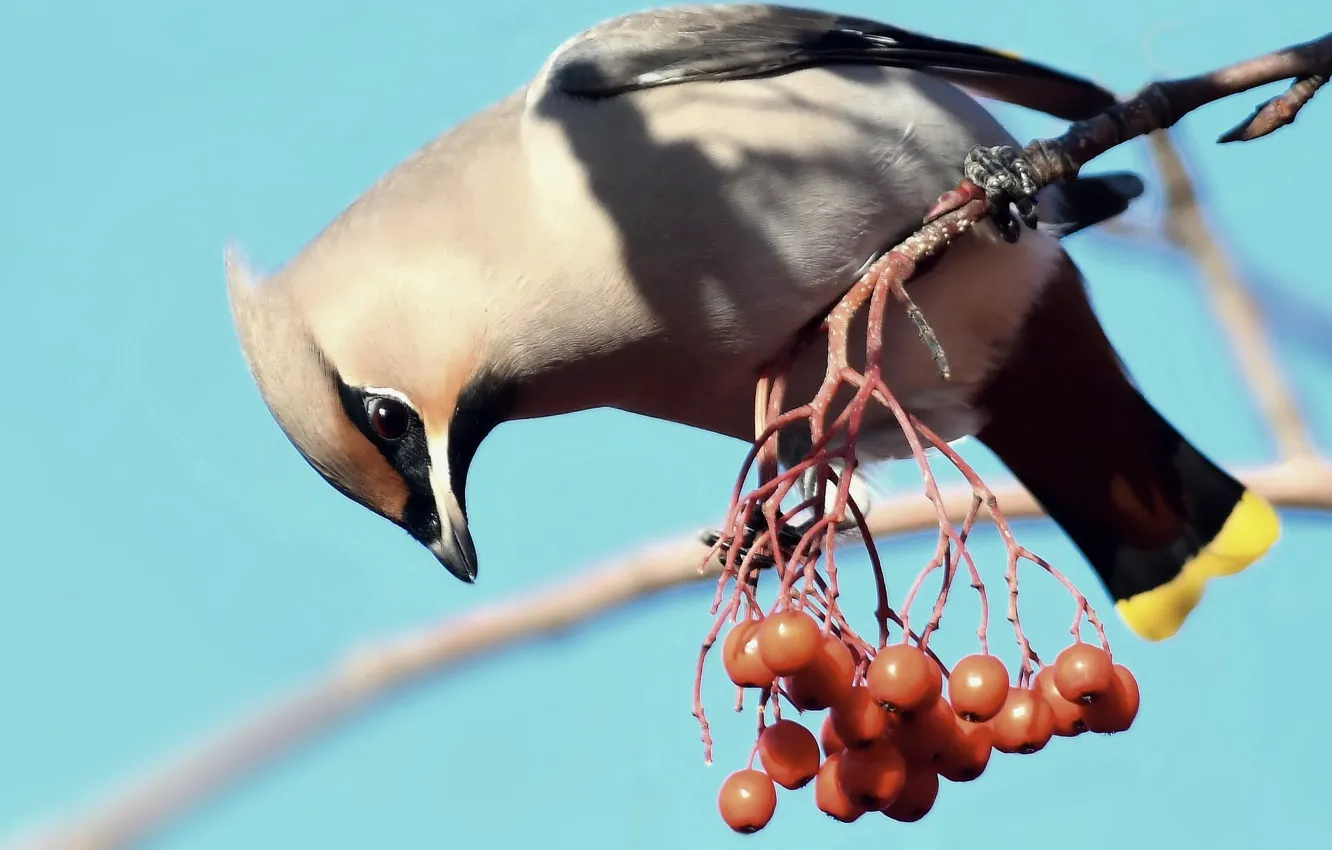 Фото обои птицы, ветка, рябина, свиристель, waxwings