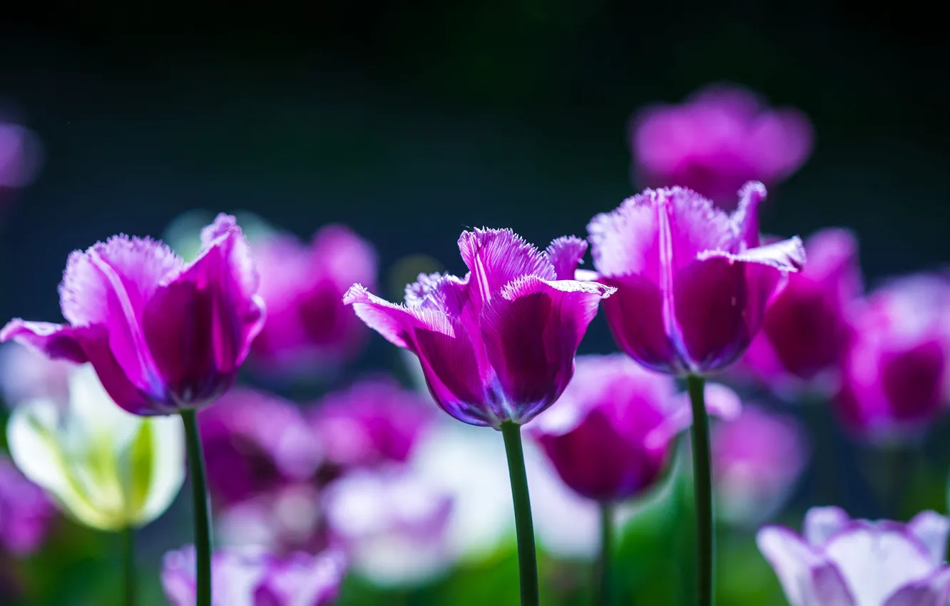 Фото обои свет, цветы, темный фон, весна, фиолетовые, тюльпаны, сиреневые, боке