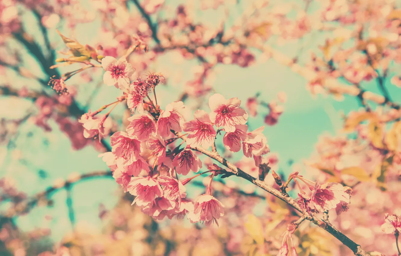 Фото обои небо, ветки, весна, сакура, цветение, pink, blossom, sakura