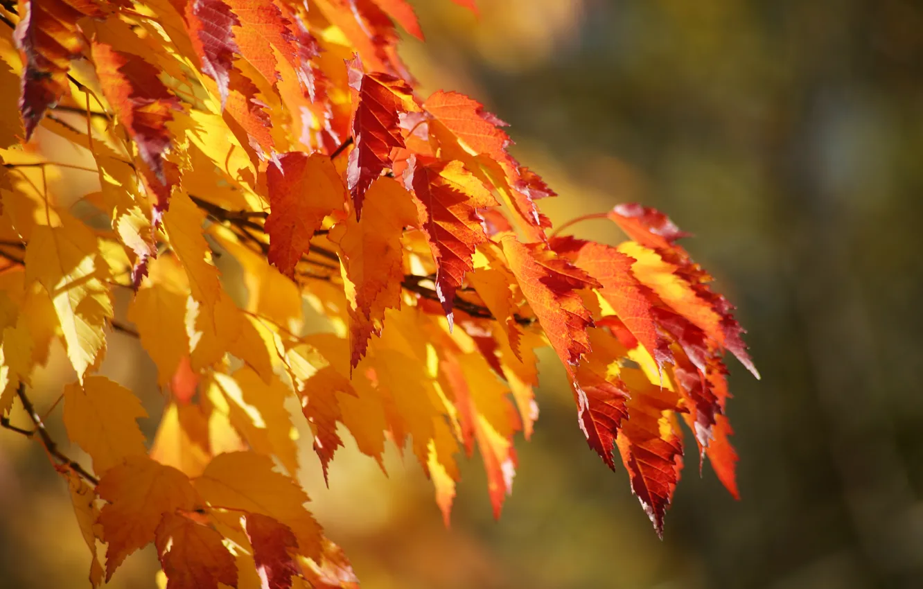 Фото обои осень, фон, цвет, ветка, листики, пышная, градация