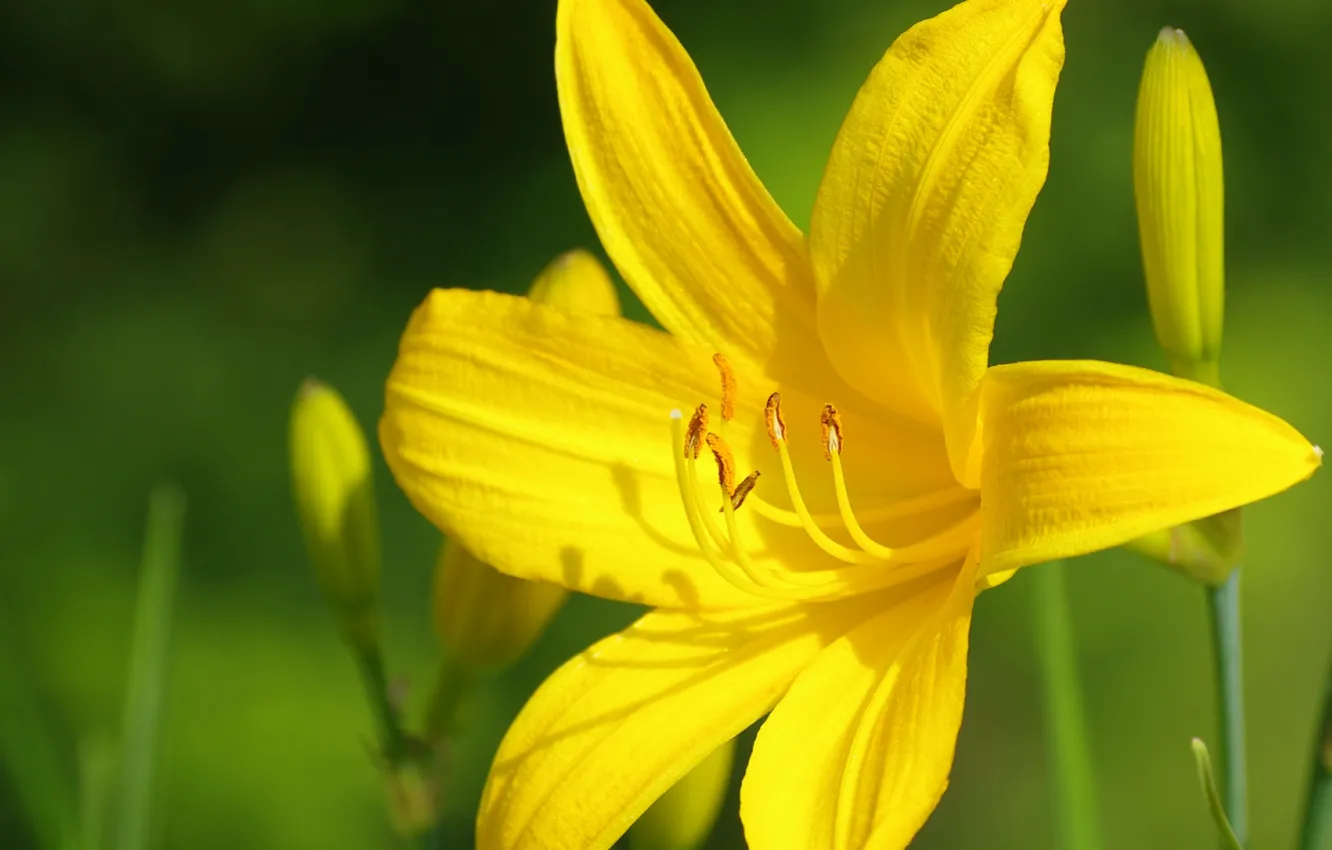 Фото обои Макро, Macro, Yellow lily, Жёлтая лилия