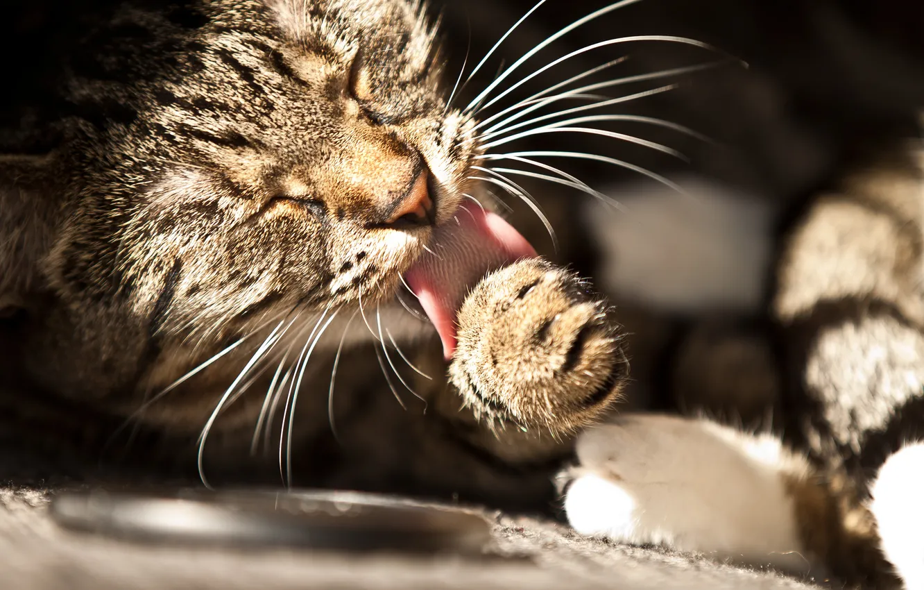 Фото обои язык, кот, усы, лапа, кошак, котяра, котэ, моется