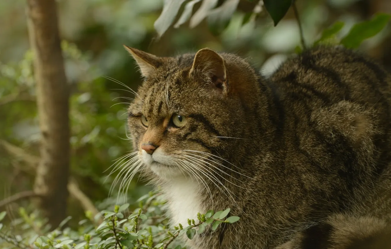 Фото обои хищник, дикая кошка, Среднеевропейский лесной кот
