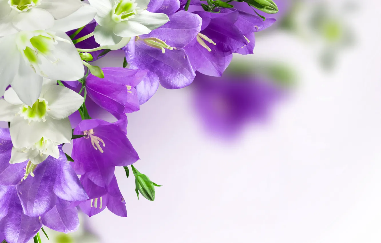 Фото обои цветы, фиолетовые, колокольчики, campanula