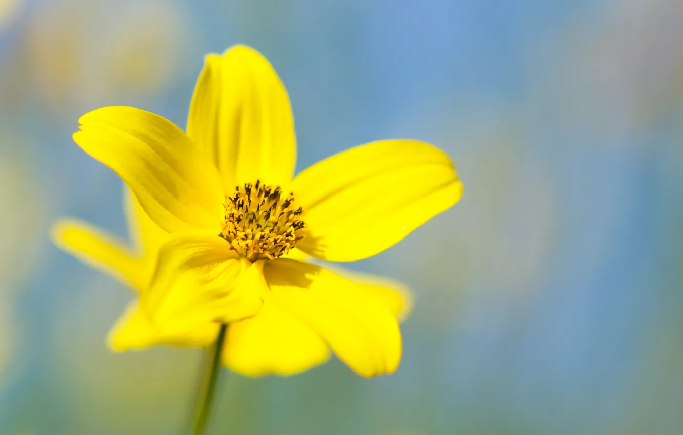 Фото обои flower, yellow, petals