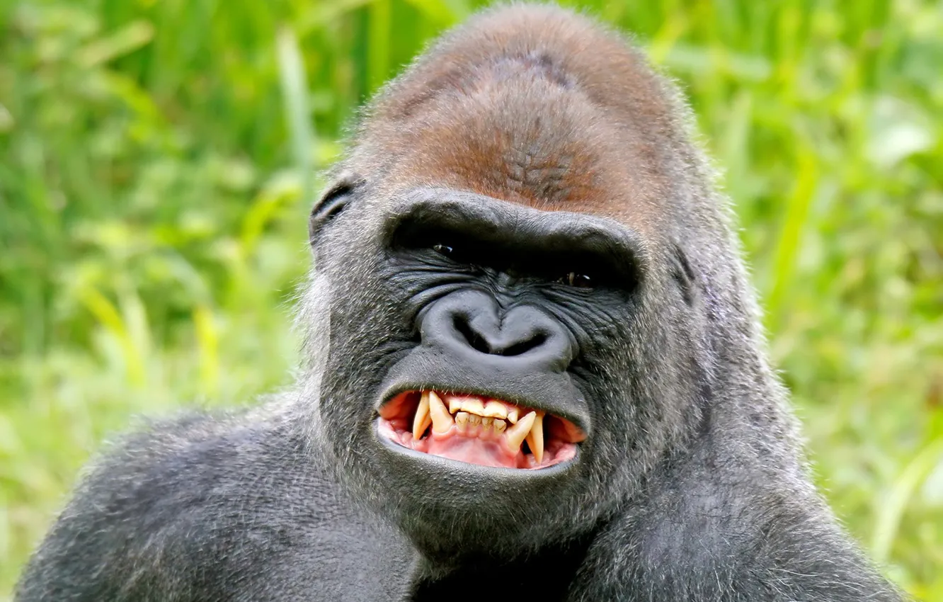 Фото обои улыбка, горилла, клыки
