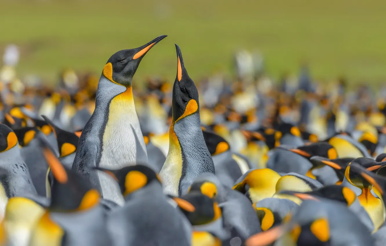 Фото обои птицы, пингвины, боке, колония, Королевский пингвин