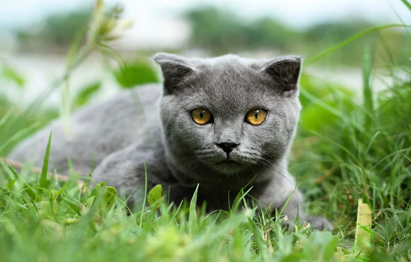 Фото обои зелень, кошка, лето, трава, взгляд, природа, котенок, серый