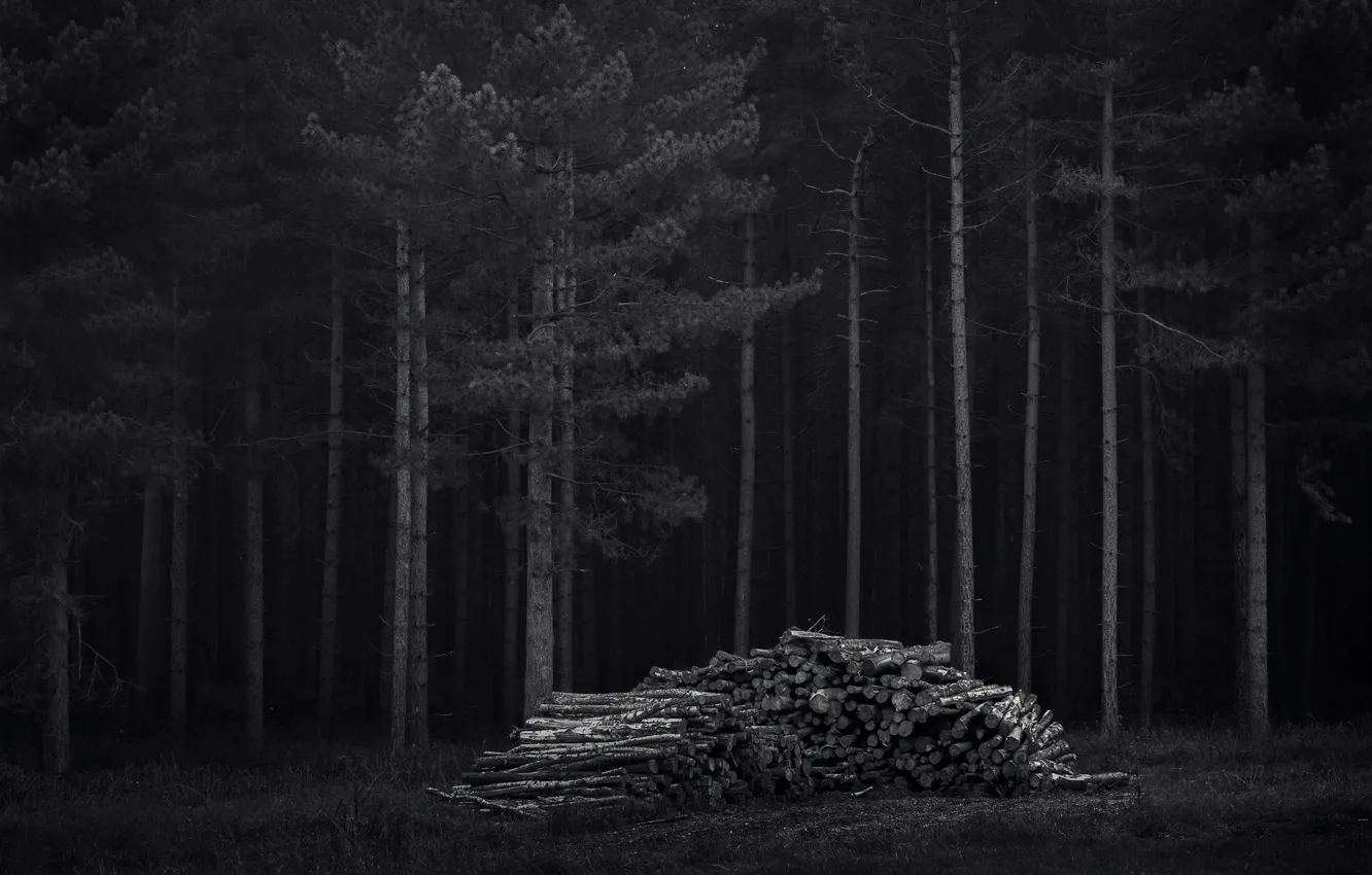 Фото обои лес, деревья, ночь, темно, дрова