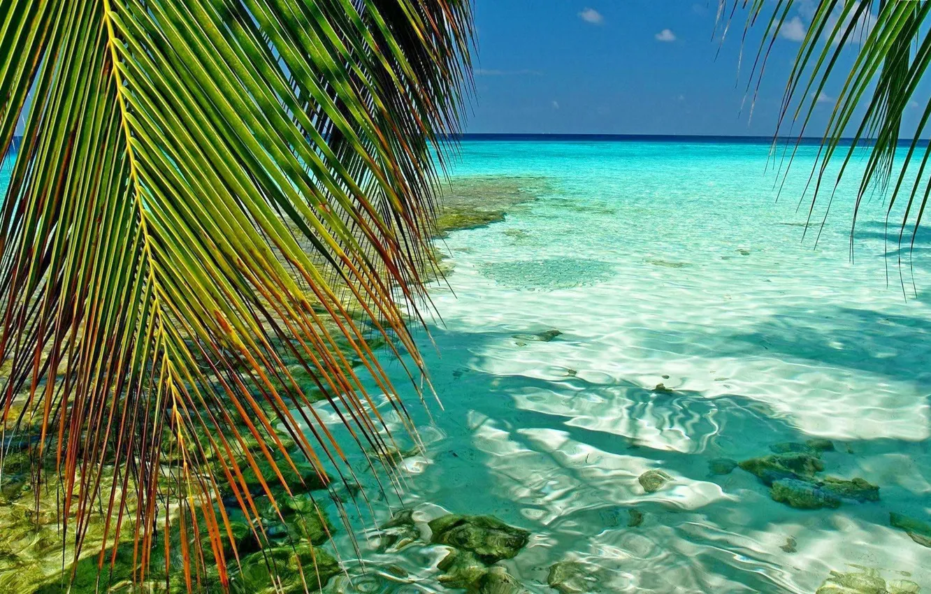Фото обои ветки, тропики, пальмы, океан, лагуна, Maldives