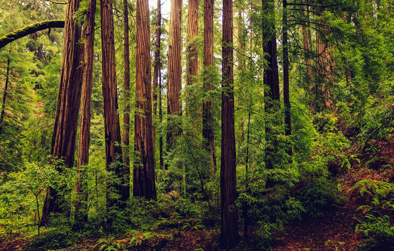 Фото обои США, Национальный парк Мьюир-Вудс, Muir Woods National Park, Spring Mill Valley, Спринг-Милл-Вэлли