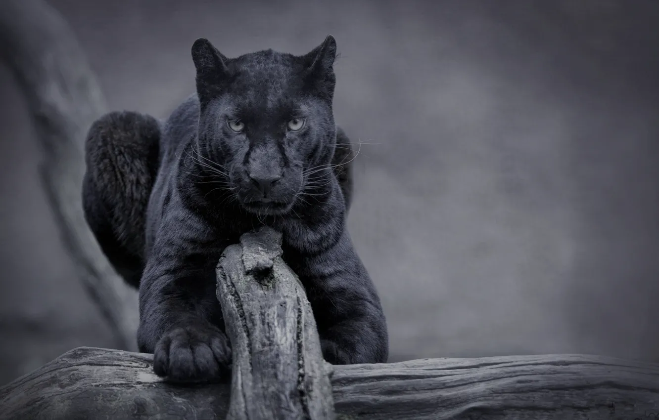 Фото обои nature, cat, panther, wild, black panther