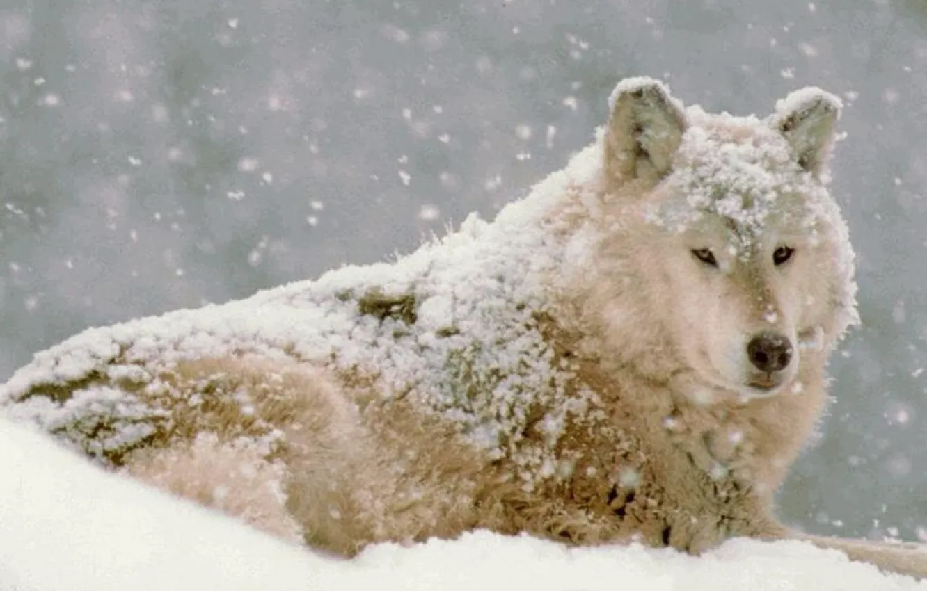 Фото обои Snow, Wolf, Movie, Wolf Movie, Snow Wolf