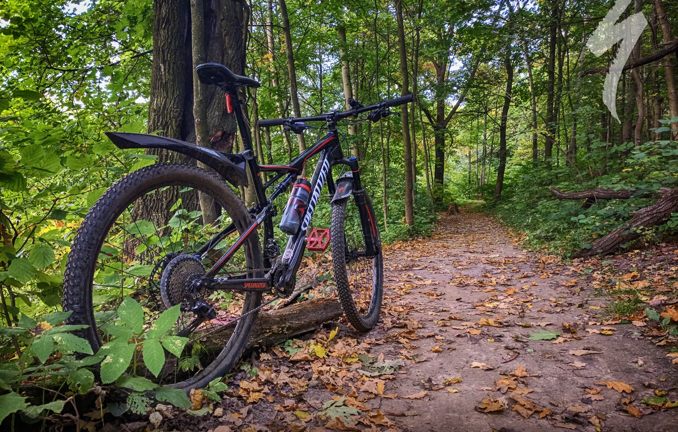 Фото обои дорога, осень, лес, листья, велосипед, парк, спорт, байк