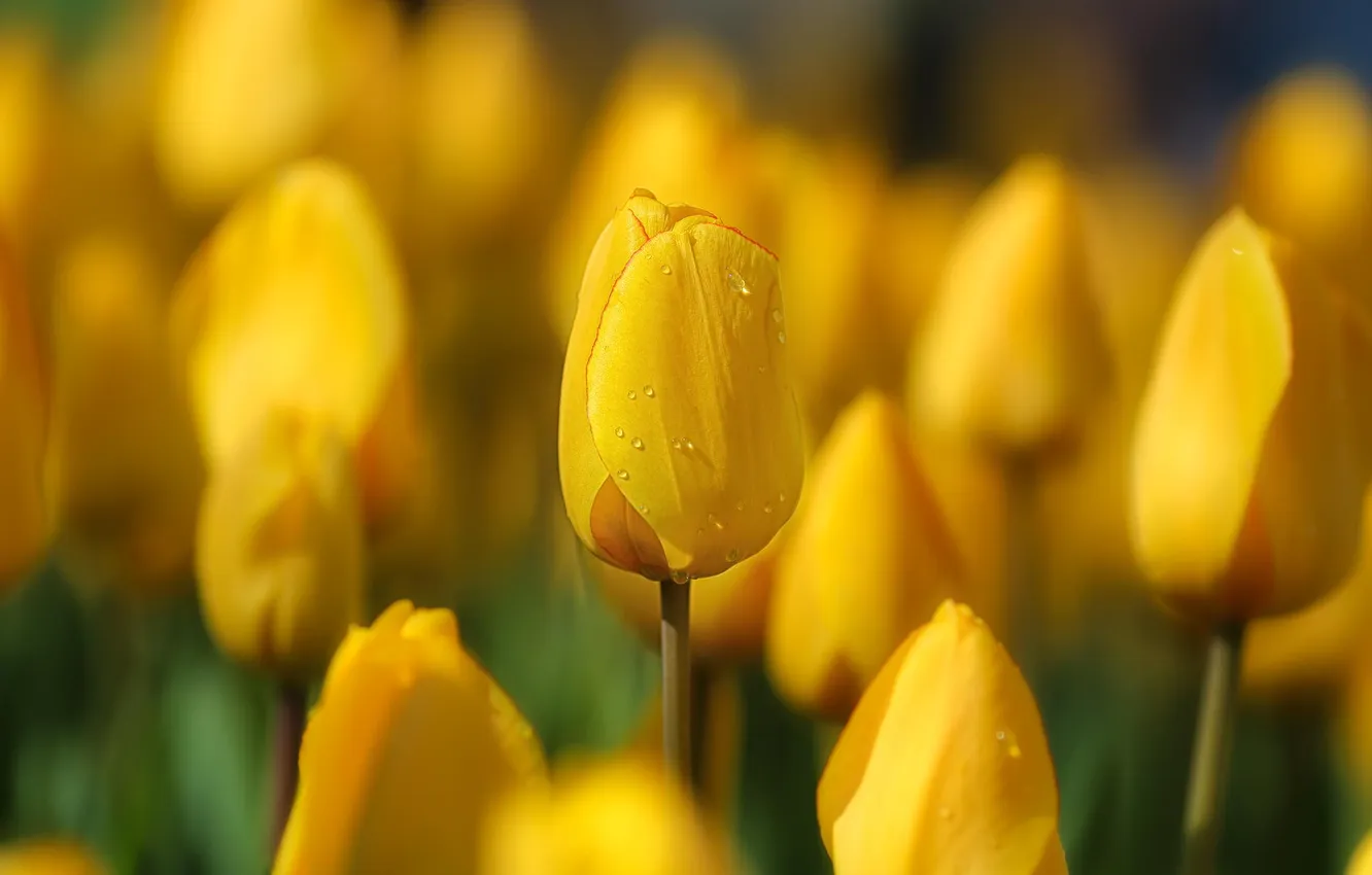 Фото обои цветы, весна, желтые, тюльпаны