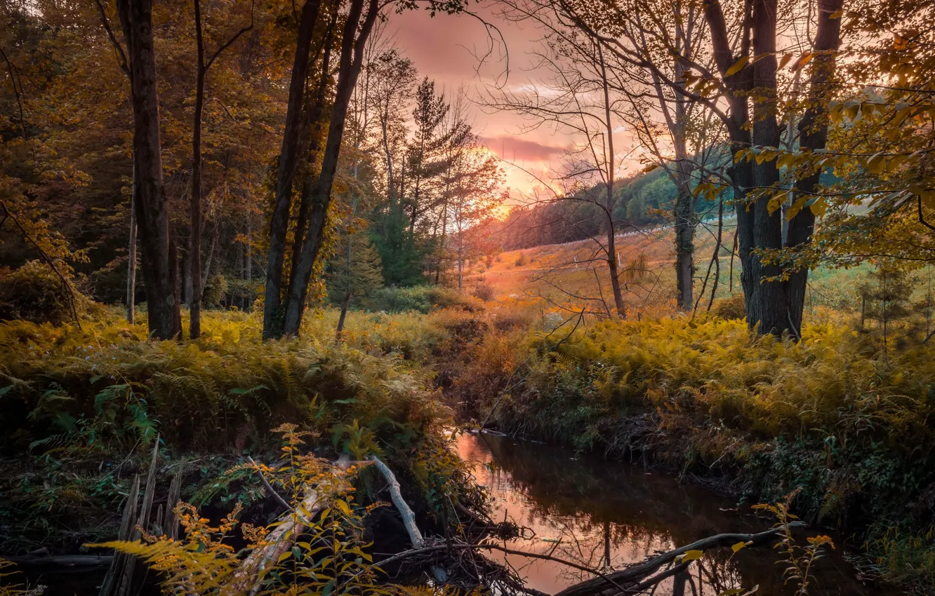 Фото обои осень, лес, река