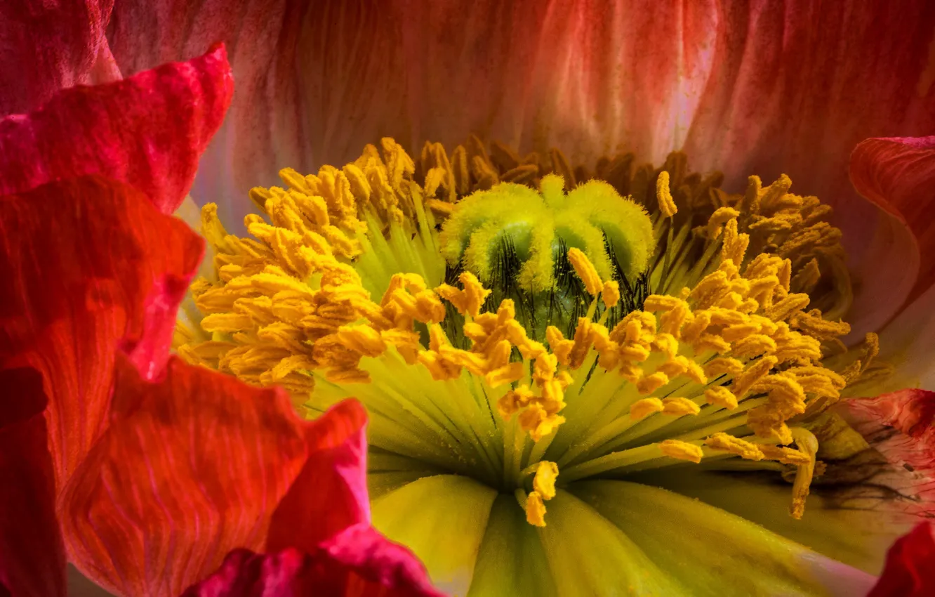 Фото обои цветок, макро, цветы, крупный план, красный, мак, тычинки, пестик
