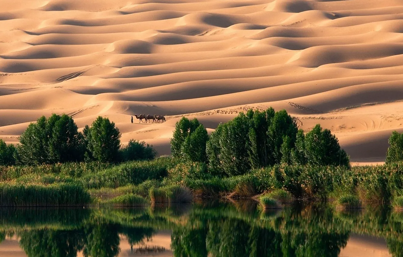 Фото обои песок, вода, оазис